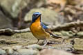 Chinese Blue Flycatcher Cyornis glaucicomans