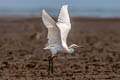 Chinese Egret Egretta eulophotes