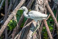 Chinese Egret Egretta eulophotes