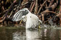 Chinese Egret Egretta eulophotes