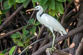 Chinese Egret Egretta eulophotes