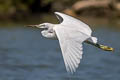 Chinese Egret Egretta eulophotes