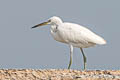 Chinese Egret Egretta eulophotes