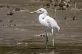 Chinese Egret Egretta eulophotes