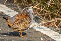 Chinese Francolin Francolinus pintadeanus phayrei 