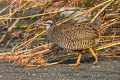 Chinese Francolin Francolinus pintadeanus phayrei 