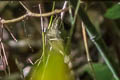 Pallas's Leaf Warbler Phylloscopus proregulus proregulus