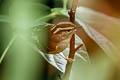 Pallas's Leaf Warbler Phylloscopus proregulus proregulus