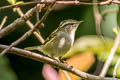 Pallas's Leaf Warbler Phylloscopus proregulus proregulus