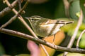 Pallas's Leaf Warbler Phylloscopus proregulus proregulus