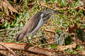 Chinese Pond Heron Ardeola bacchus