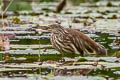 Chinese Pond Heron Ardeola bacchus