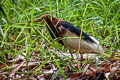 Chinese Pond Heron Ardeola bacchus