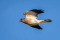 Chinesee Sparrowhawk Accipiter soloensis