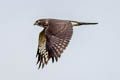 Chinesee Sparrowhawk Accipiter soloensis