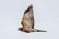 Chinesee Sparrowhawk Accipiter soloensis