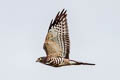 Chinesee Sparrowhawk Tachyspiza soloensis