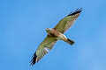 Chinesee Sparrowhawk Accipiter soloensis