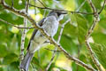 Cinereous Bulbul Hemixos cinereus cinereus