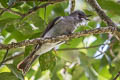 Cinereous Bulbul Hemixos cinereus cinereus