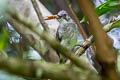 Cinereous Bulbul Hemixos cinereus cinereus