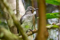 Cinereous Bulbul Hemixos cinereus cinereus