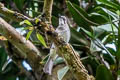 Cinereous Bulbul Hemixos cinereus cinereus