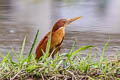 Cinnamon Bittern Botaurus cinnamomeus (Chestnut Bittern)