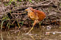 Cinnamon Bittern Botaurus cinnamomeus (Chestnut Bittern)