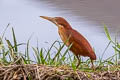 Yellow Bittern