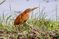 Cinnamon Bittern Botaurus cinnamomeus (Chestnut Bittern)