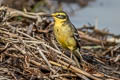 Citrine Wagtail Motacilla citreola citreola 