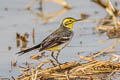 Citrine Wagtail Motacilla citreola citreola 