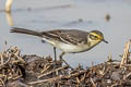 Citrine Wagtail Motacilla citreola citreola 