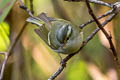 Claudia's Leaf Warbler Phylloscopus claudiae