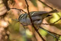 Claudia's Leaf Warbler Phylloscopus claudiae