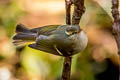 Claudia's Leaf Warbler Phylloscopus claudiae