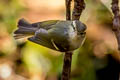 Claudia's Leaf Warbler Phylloscopus claudiae