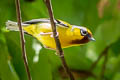 Clicking Shrike-babbler Pteruthius intermedius intermedius