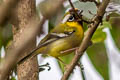 Clicking Shrike-babbler Pteruthius intermedius intermedius