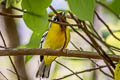 Clicking Shrike-babbler Pteruthius intermedius intermedius