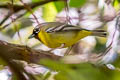 Clicking Shrike-babbler Pteruthius intermedius intermedius