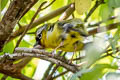 Clicking Shrike-babbler Pteruthius intermedius intermedius