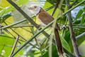 Collared Babbler Gampsorhynchus torquatus torquatus