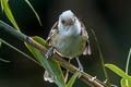 Collared Babbler Gampsorhynchus torquatus torquatus