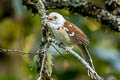 Collared Babbler Gampsorhynchus torquatus torquatus