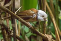 Collared Babbler Gampsorhynchus torquatus torquatus