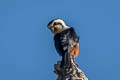 Collared Falconet Microhierax caerulescens burmanicus