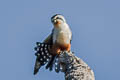 Collared Falconet Microhierax caerulescens burmanicus