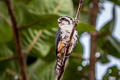 Collared Falconet Microhierax caerulescens burmanicus